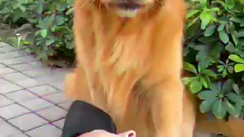 สุนัข,funny animal,cute dog,funny animals,funny animal videos,cute dogs,