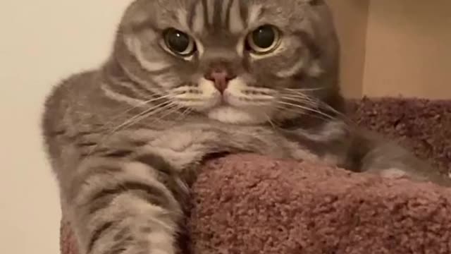 Our cat is bored