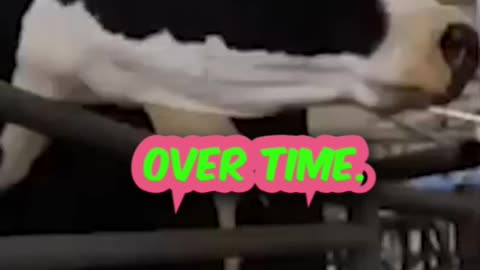 the creepy human calf milk