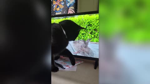 CAT WATCHES SPARROWS ON YOUTUBE