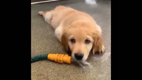 little puppy playing with water