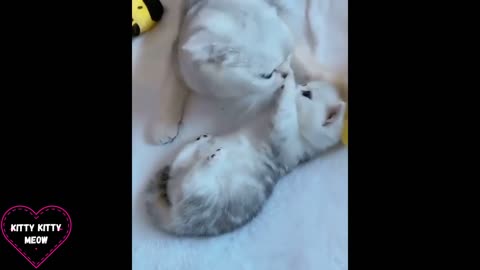 Cats n kittens