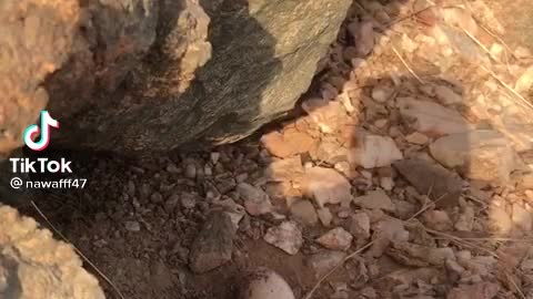 A bird incubates its eggs in front of the camera, in disguise