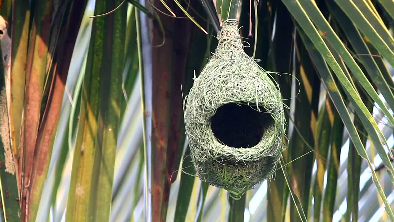 Bird outside a suspended nest