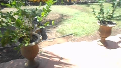 Puka, my dog