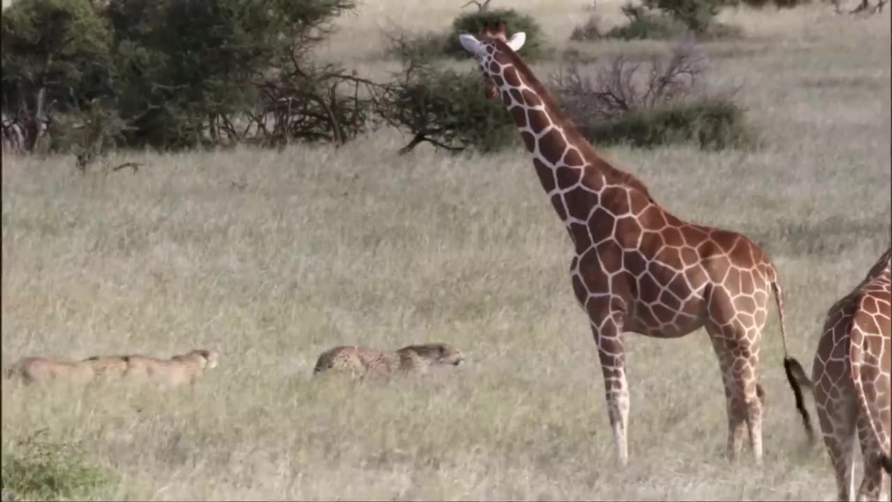 Bulk of cheetahs vs Ostrich