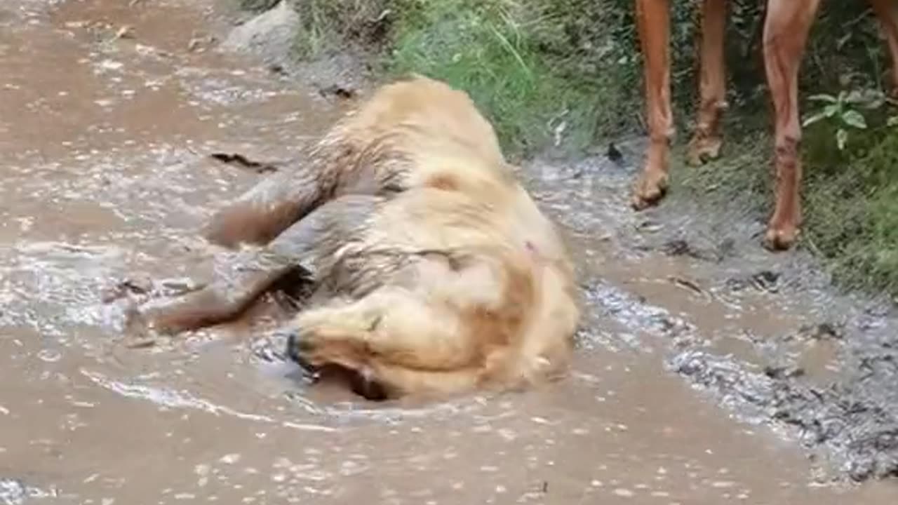 Golden Retriever Turns Mud Puddle Brown