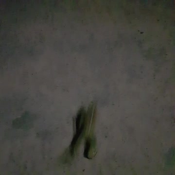 Omg! See what this frog did