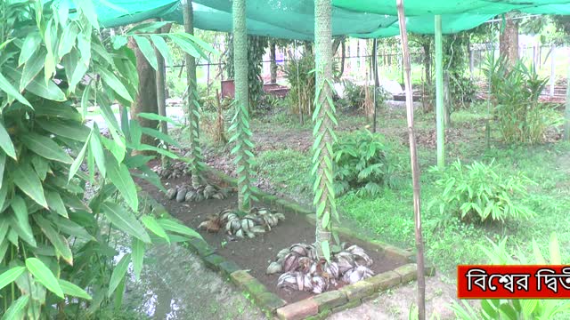 Bogra Masala Research Center is successful in cultivating vanilla, the world's most expensive crop