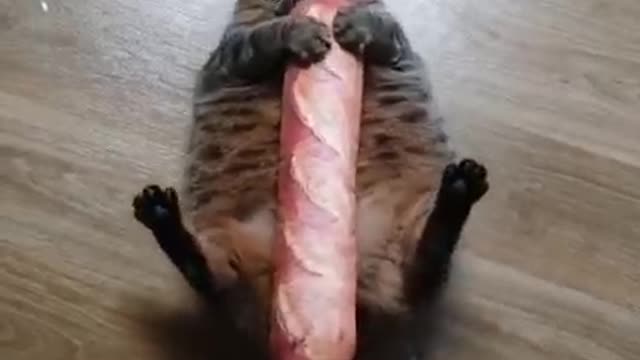 Funny cats