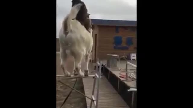 Monkey Taking Joy Ride on Goat