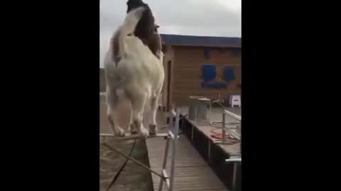 Monkey Taking Joy Ride on Goat