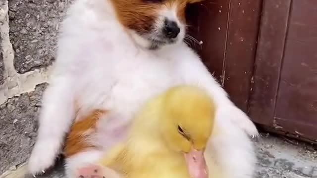 Funny dogs Cute puppy play with chicken very cute