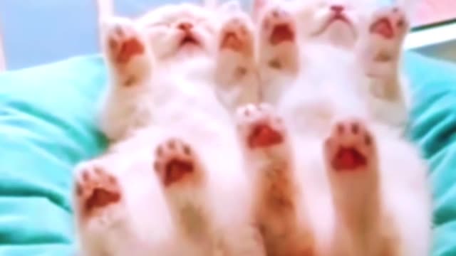 Cute🥰 baby cats sleeping in funny position