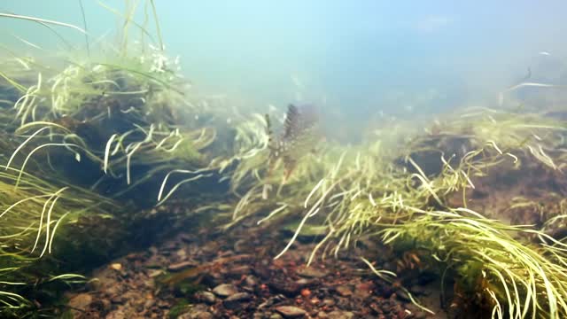 Adorable Pike Fish Swimming Away