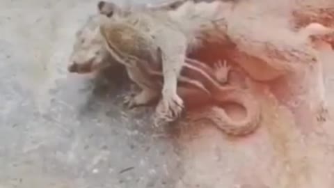 Heartbreaking Video squirrels