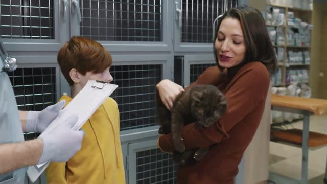 British Shorthair cat examined by professional veterinarian