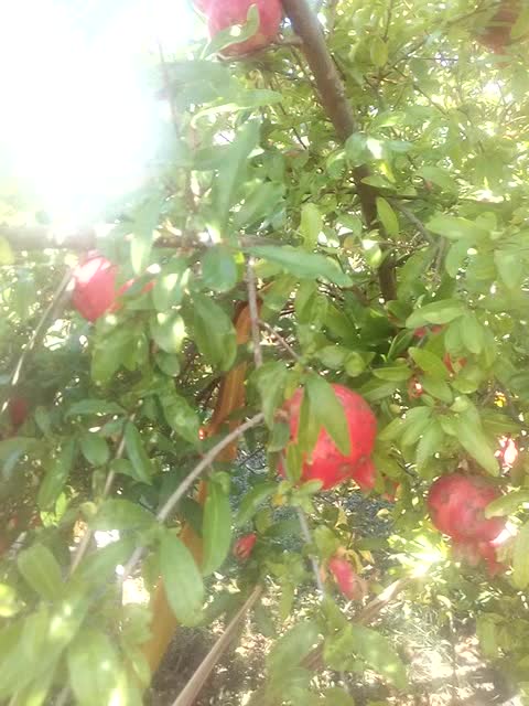 Tin explosion grenade