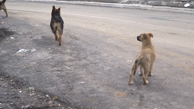 dogs on the beach