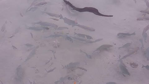 Eel fish caught on the camera