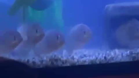 The fishes are watching the movie! 😂