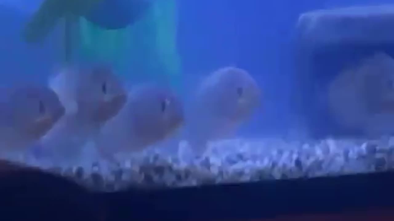 The fishes are watching the movie! 😂