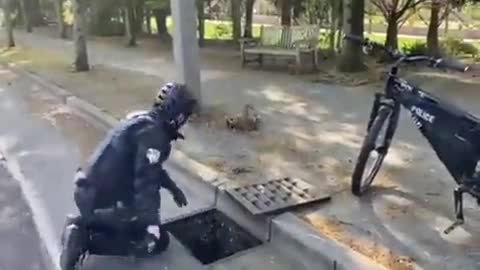 Cop saves ducklings