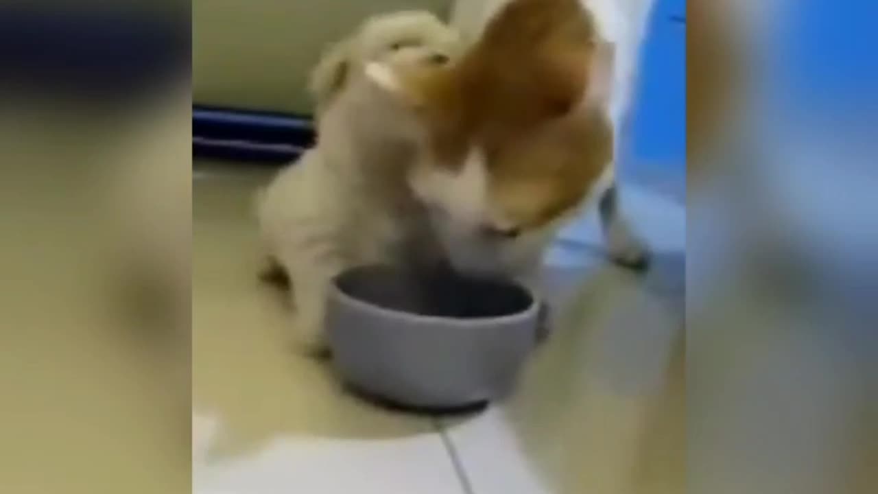 cat and dog playing and make funny