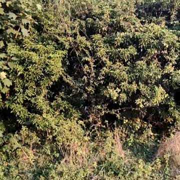 A feather falling in slow motion