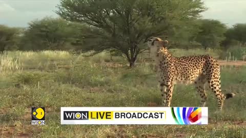 Cheetah unsafe in the horn of Africa; less than 7,000 cheetah are alive in the w