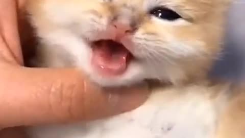 Cute little baby cat's video