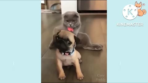 Cute dog and cute cat playing together 😍😍☺️