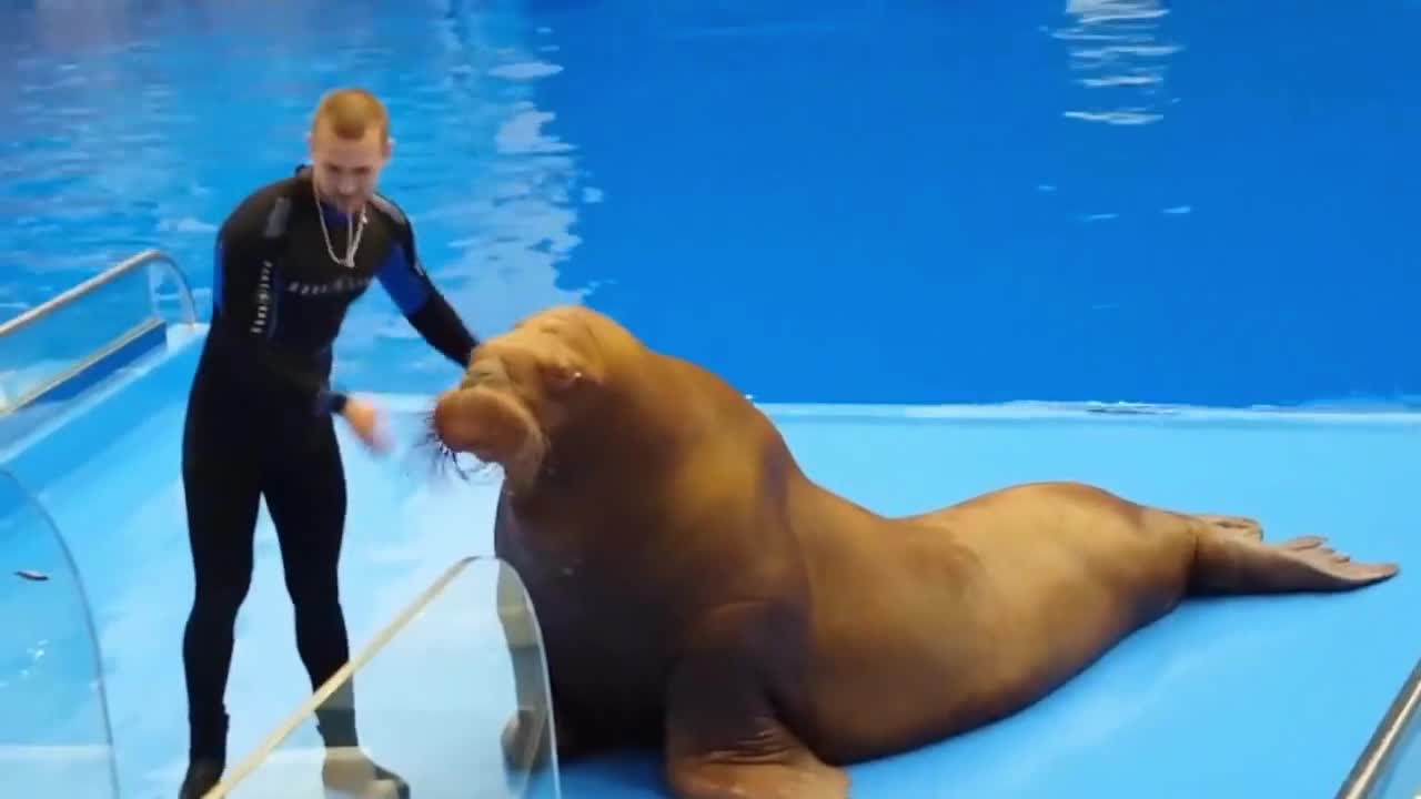 Sea Lion , Show