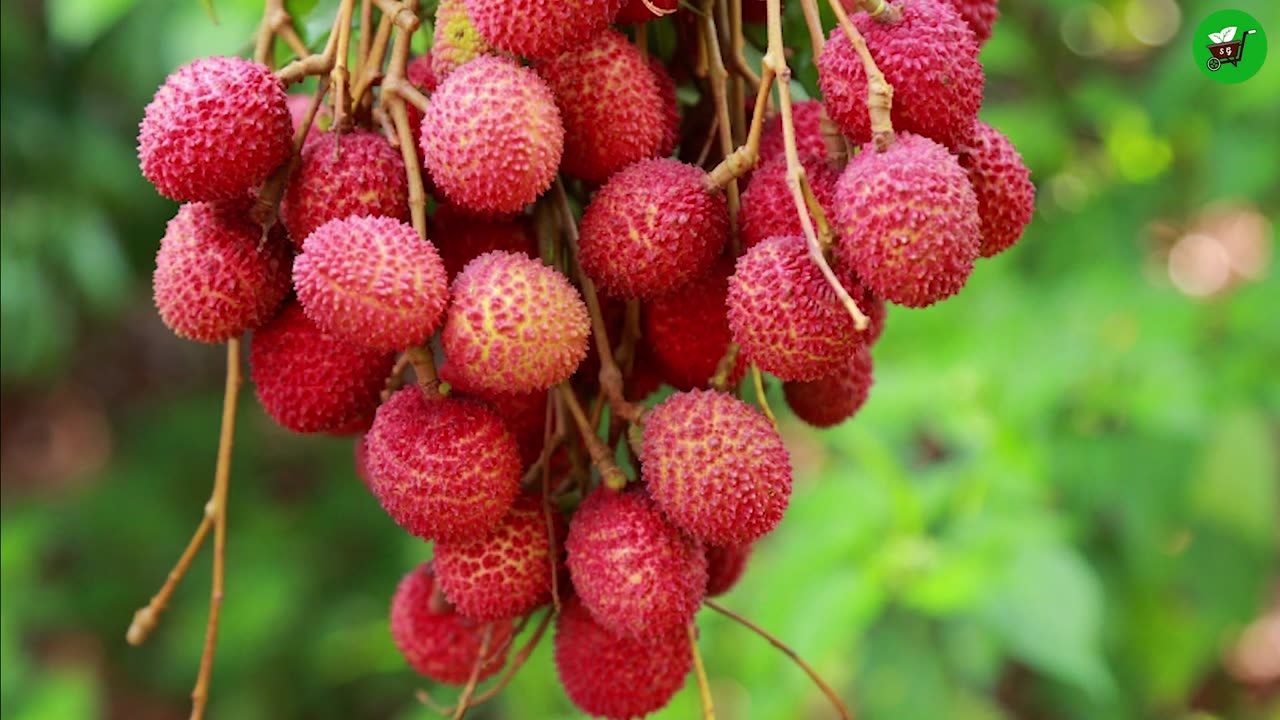 🌿The Absolute BEST Way to Propagate Your Lychee Tree!