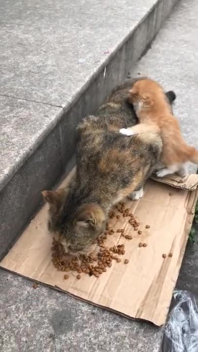 Cute kittens Baby Cats Cute and Funny Cat Videos Compilation #shorts #animals # 292