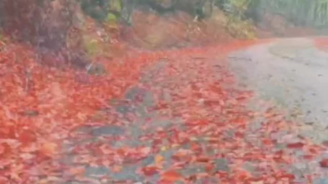 The scenery is colorful