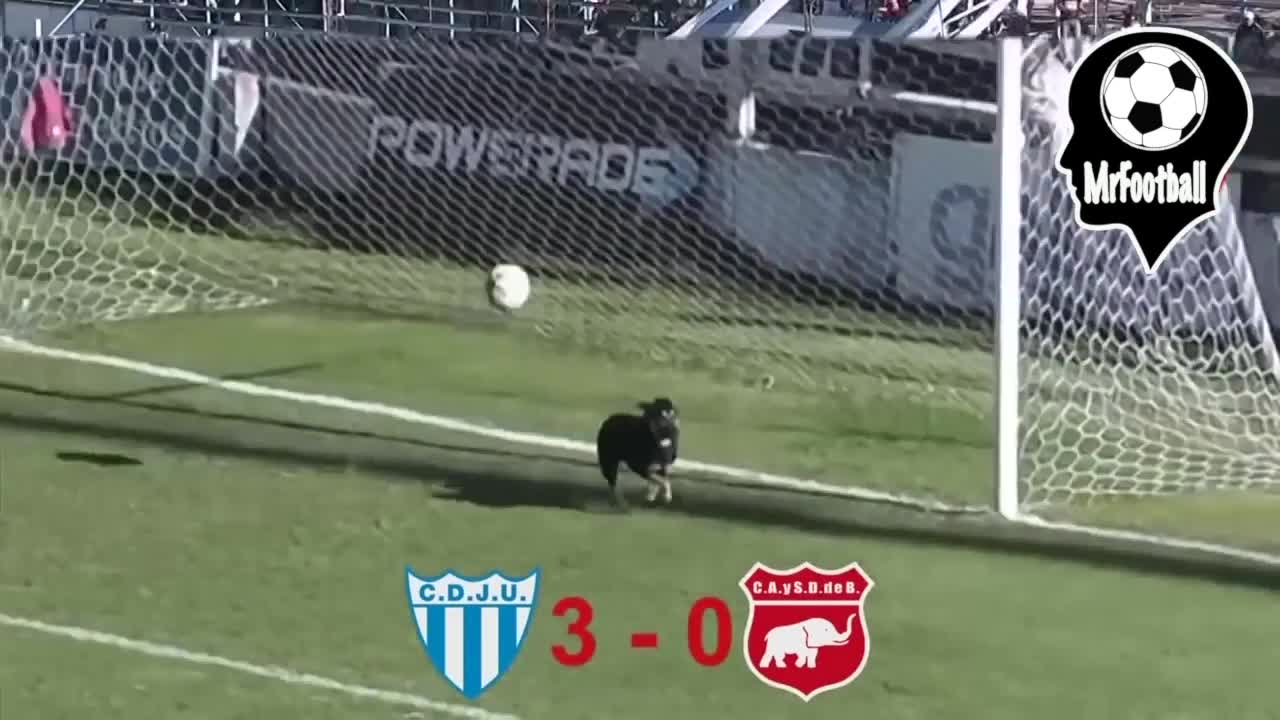 The dog's Amazing save