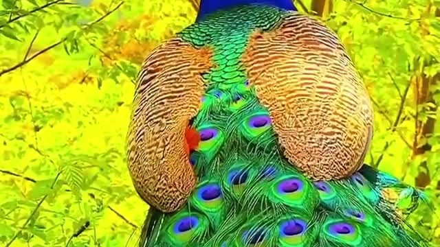 The peacock is called the phoenix in some places