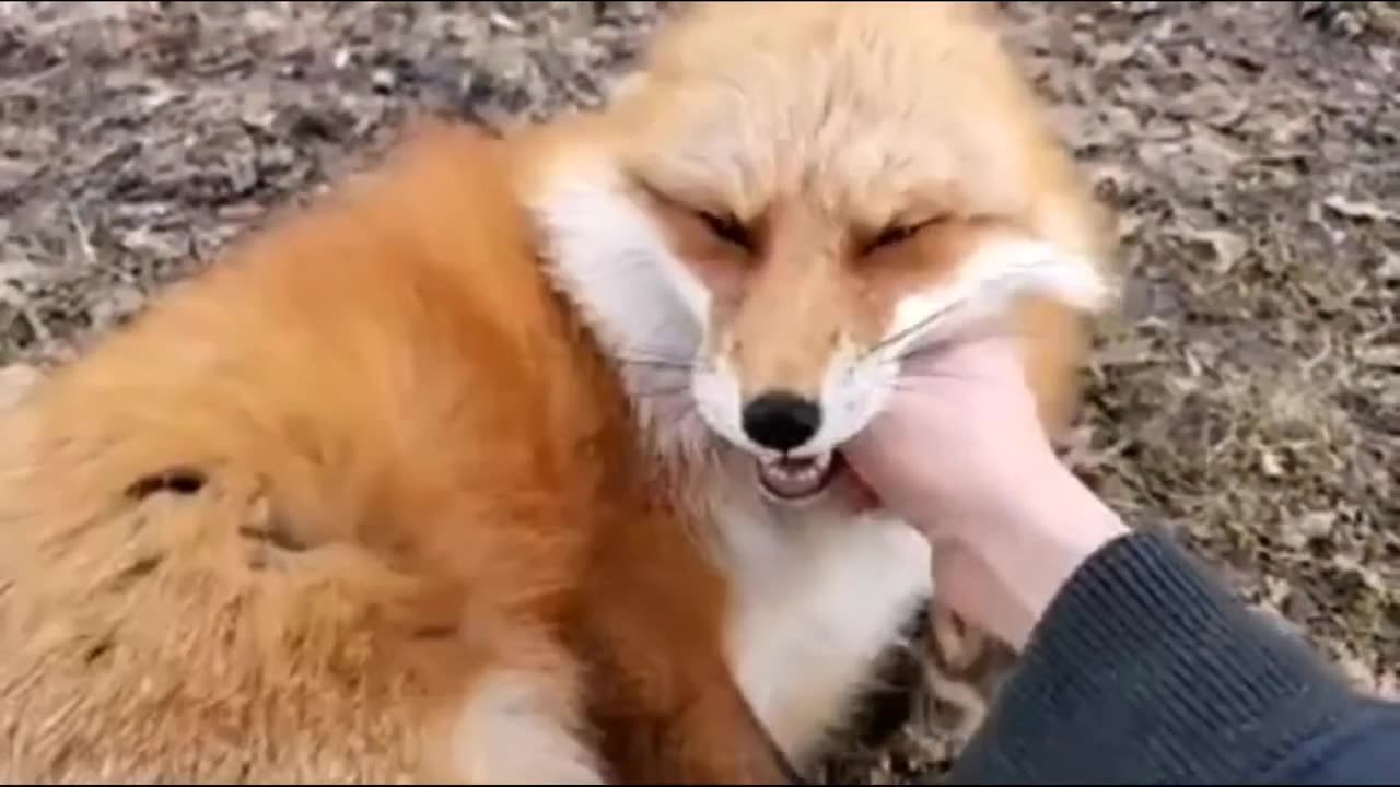 foxes and their ''Laughter''