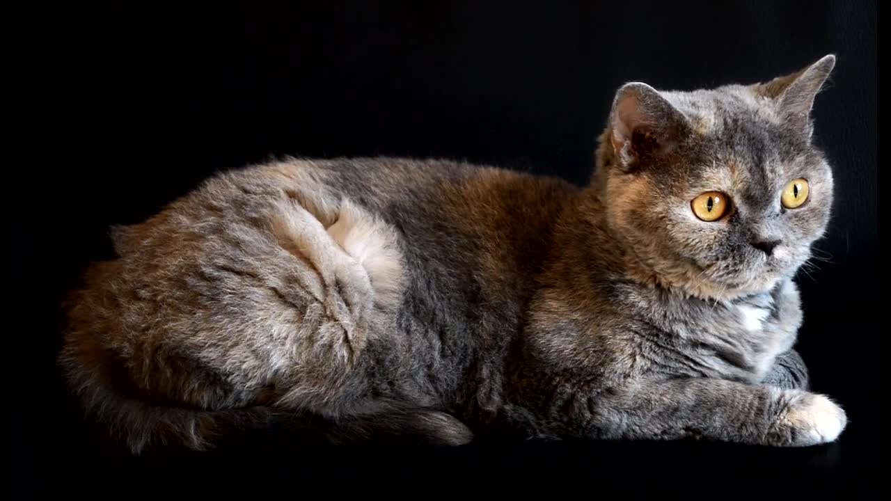 Cute Cat Video | Cat | Cute