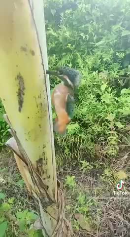 Accident happened and need help for this woodpecker