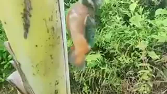 Accident happened and need help for this woodpecker