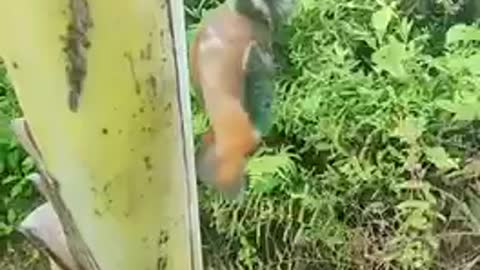 Accident happened and need help for this woodpecker