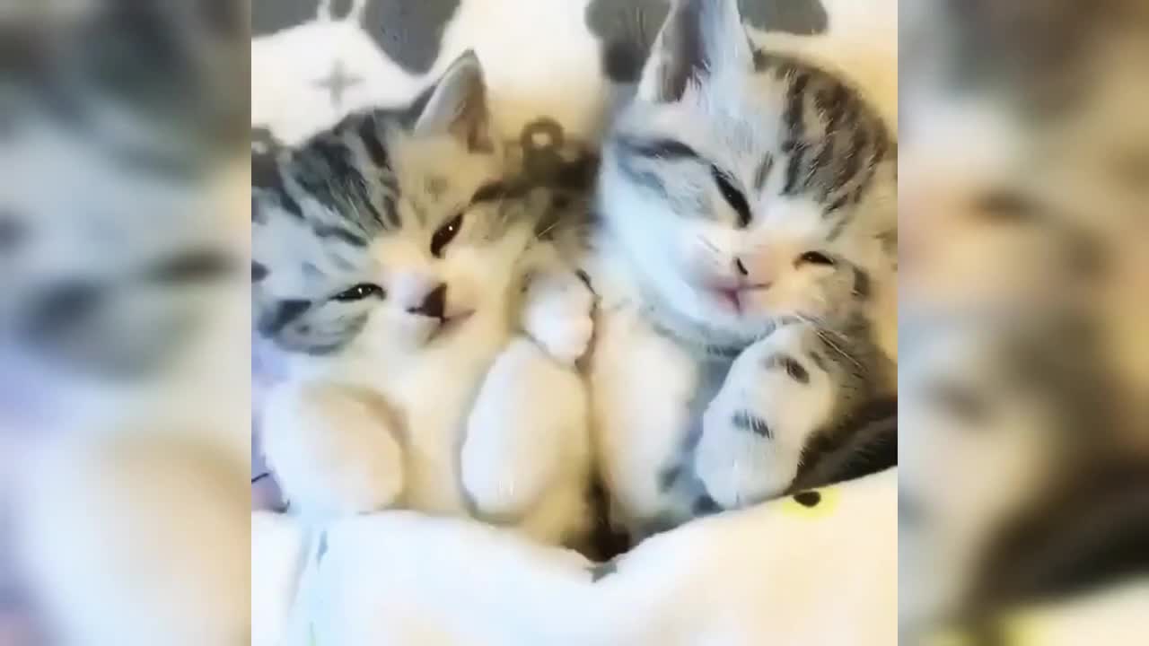 Cute animals short clips