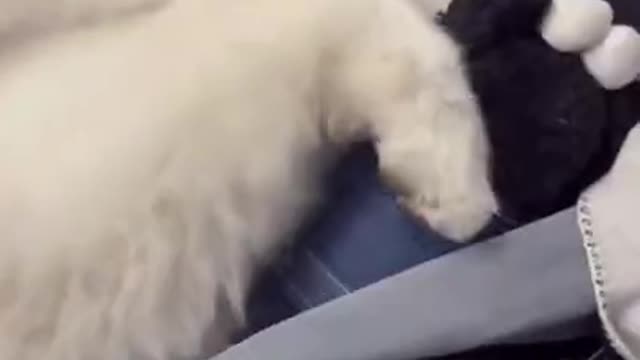Cute Baby Animals & Funny Pets #Shorts