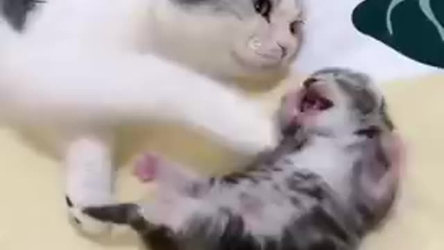 mommy cat hugs baby kitten having a nightmare!!! So cute must watch!!!