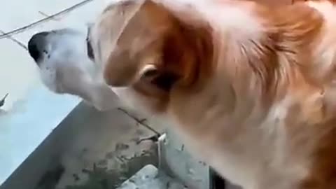 The Dog Shivered At The Sight Of The Cat #shorts #viral #shortsvideo #video