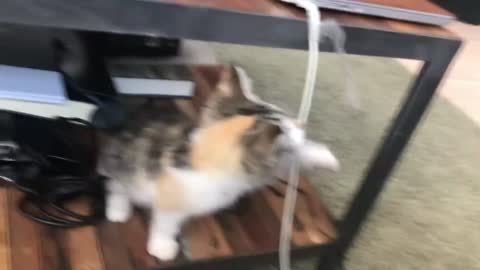 Cute and Funny Cat Videos Funny Cat Video: A Cat's Life