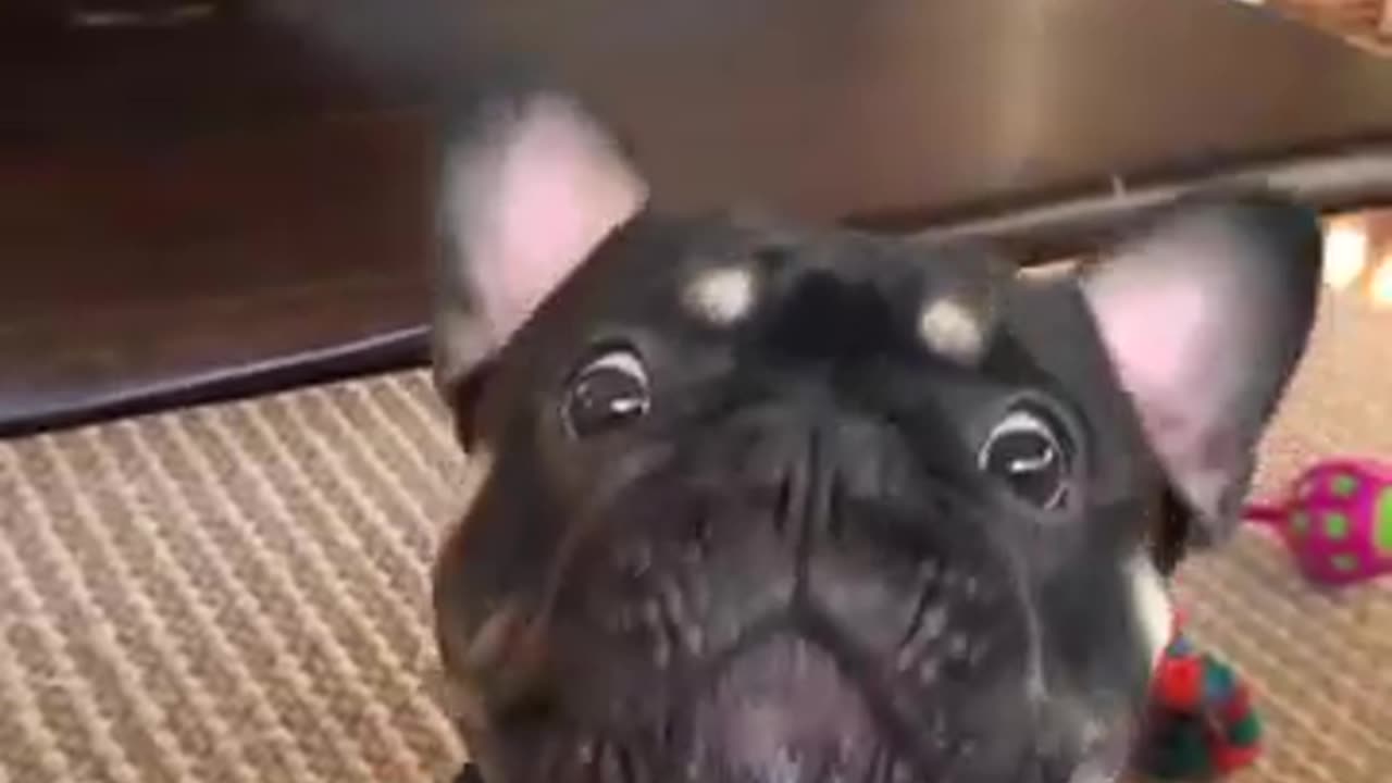 Animal funny video 😂😂