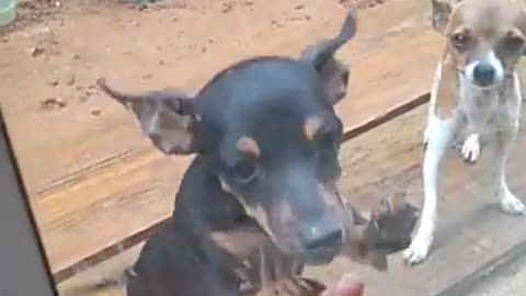 Quando era só dois cachorros pinscher Mini e um gato